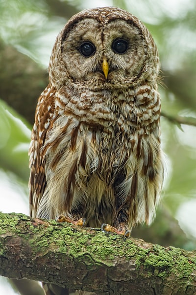 Brown and white owl focus images
